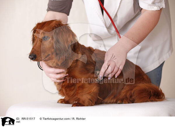 Dackel beim Tierarzt / vet / RR-51517