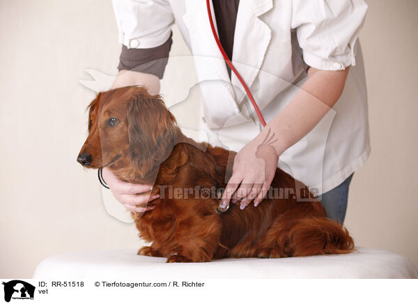 Dackel beim Tierarzt / vet / RR-51518