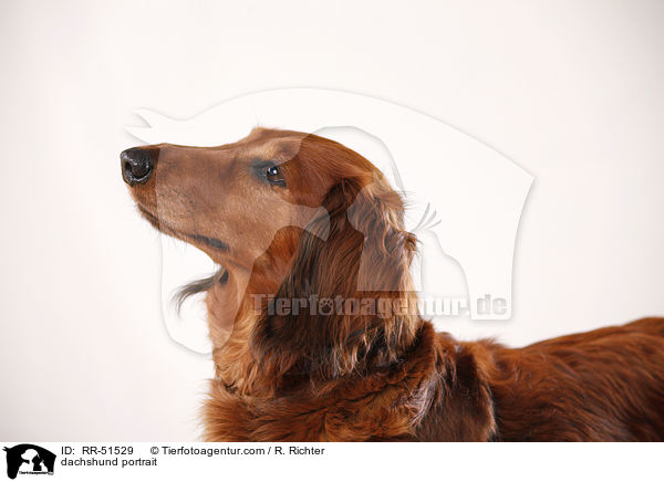 dachshund portrait / RR-51529