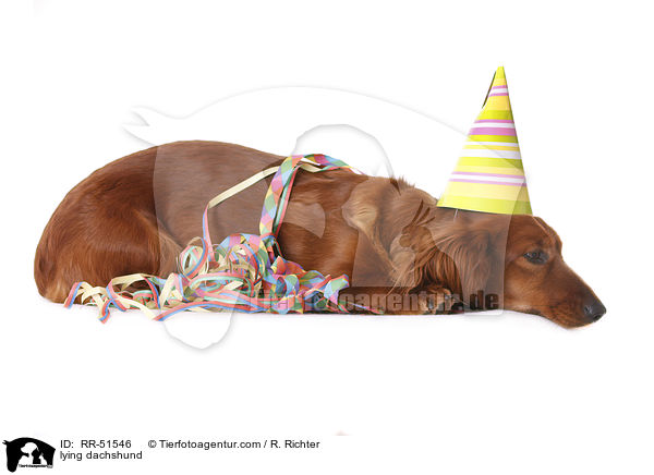 liegender Dackel / lying dachshund / RR-51546