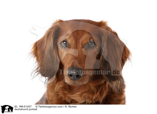 dachshund portrait / RR-51557