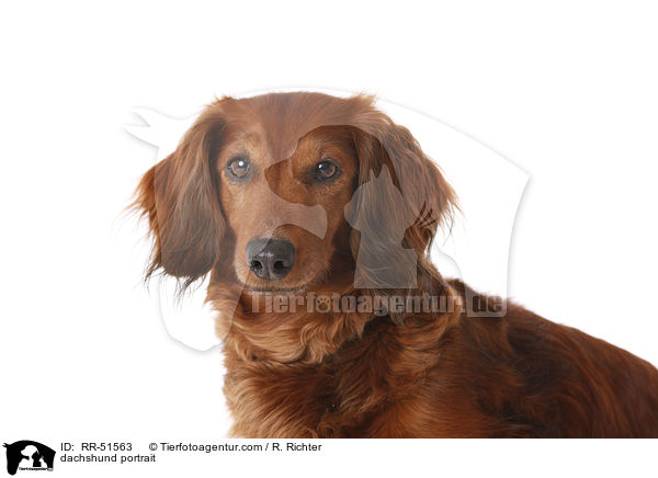 dachshund portrait / RR-51563