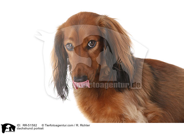 Dackel Portrait / dachshund portrait / RR-51582