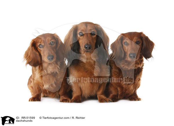 dachshunds / RR-51599