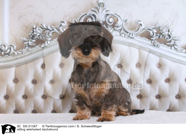 sitzender Rauhaardackel / SS-31387