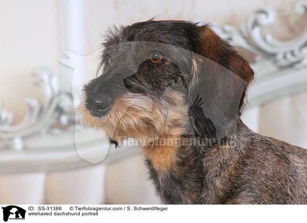 Rauhaardackel Portrait / SS-31388