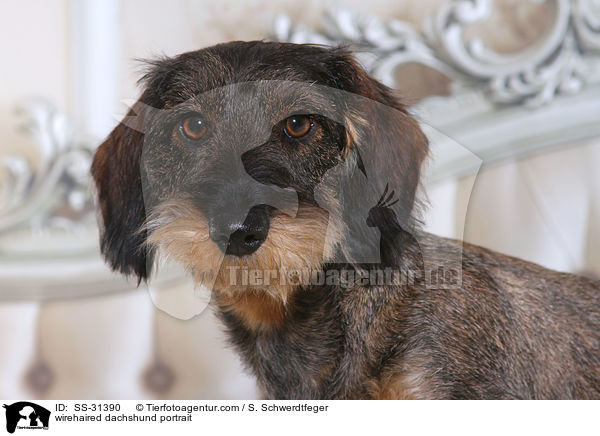 Rauhaardackel Portrait / SS-31390