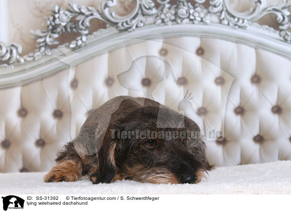 liegender Rauhaardackel / SS-31392