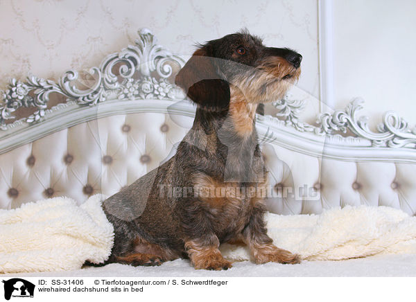 Rauhaardackel sitzt im Bett / SS-31406