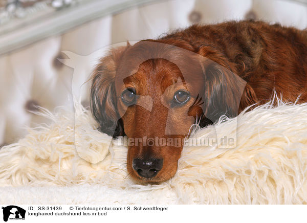 Langhaardackel liegt im Bett / SS-31439