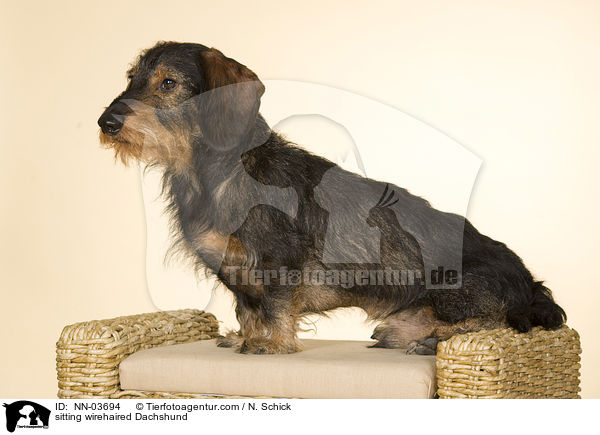 sitzender Rauhaardackel / NN-03694