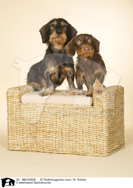 2 Rauhaardackel / NN-03699