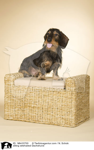 sitzender Rauhaardackel / NN-03700