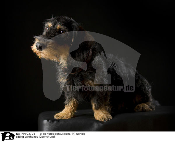 sitzender Rauhaardackel / NN-03708