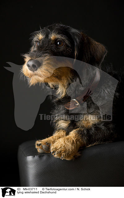 liegender Rauhaardackel / NN-03711