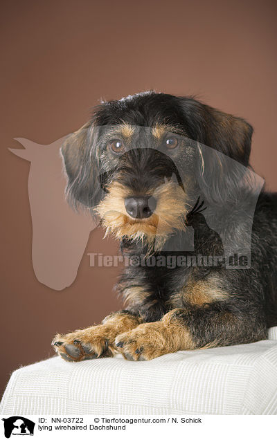 liegender Rauhaardackel / NN-03722