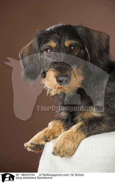 liegender Rauhaardackel / NN-03724