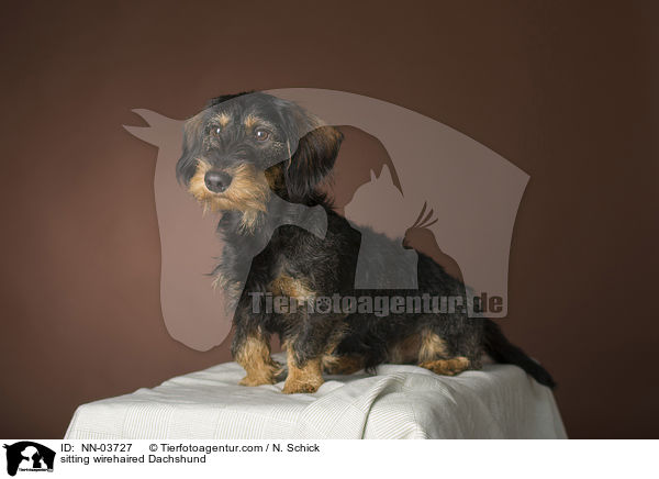 sitzender Rauhaardackel / NN-03727