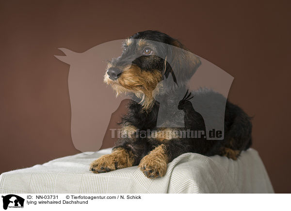 liegender Rauhaardackel / NN-03731