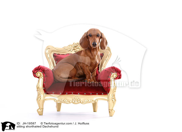 sitting shorthaired Dachshund / JH-19587