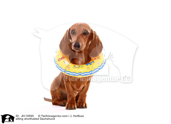 sitting shorthaired Dachshund / JH-19590