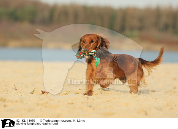 playing longhaired dachshund / KL-13053