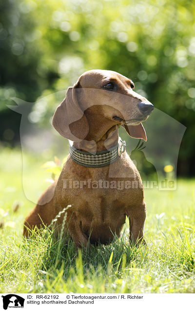 sitzender Kurzhaardackel / sitting shorthaired Dachshund / RR-62192