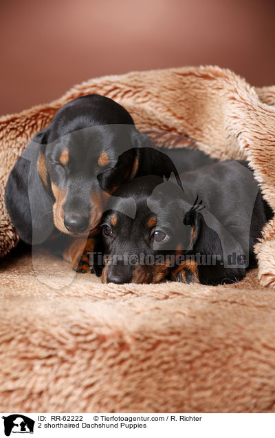 2 Kurzhaardackel Welpen / 2 shorthaired Dachshund Puppies / RR-62222