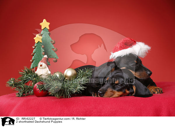 2 Kurzhaardackel Welpen / 2 shorthaired Dachshund Puppies / RR-62227