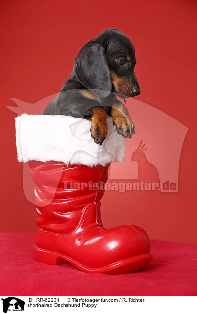 Kurzhaardackel Welpe / shorthaired Dachshund Puppy / RR-62231