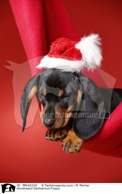 Kurzhaardackel Welpe / shorthaired Dachshund Puppy / RR-62239