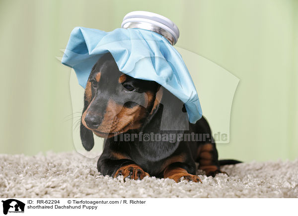 Kurzhaardackel Welpe / shorthaired Dachshund Puppy / RR-62294