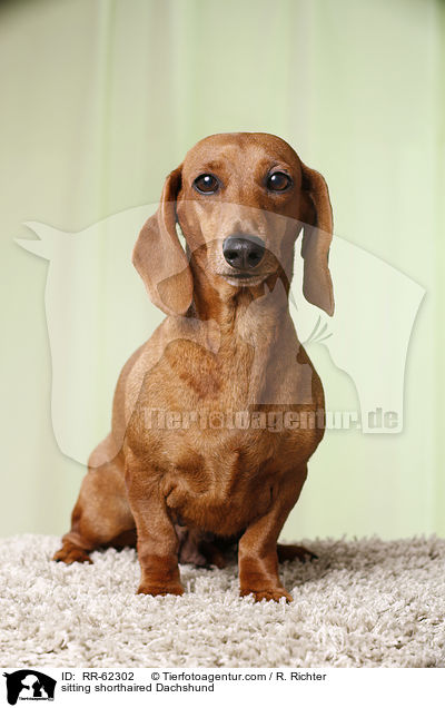 sitzender Kurzhaardackel / sitting shorthaired Dachshund / RR-62302