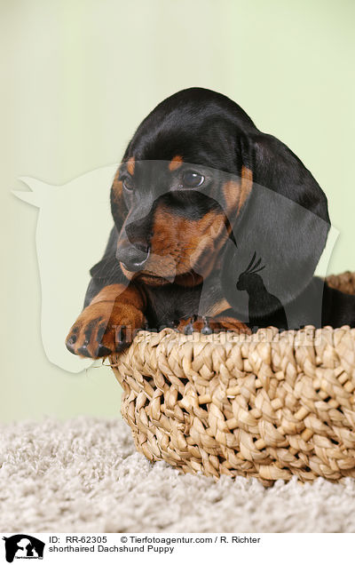Kurzhaardackel Welpe / shorthaired Dachshund Puppy / RR-62305