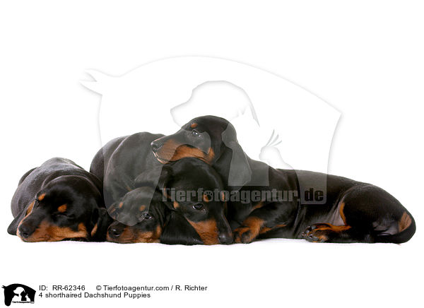 4 Kurzhaardackel Welpen / 4 shorthaired Dachshund Puppies / RR-62346