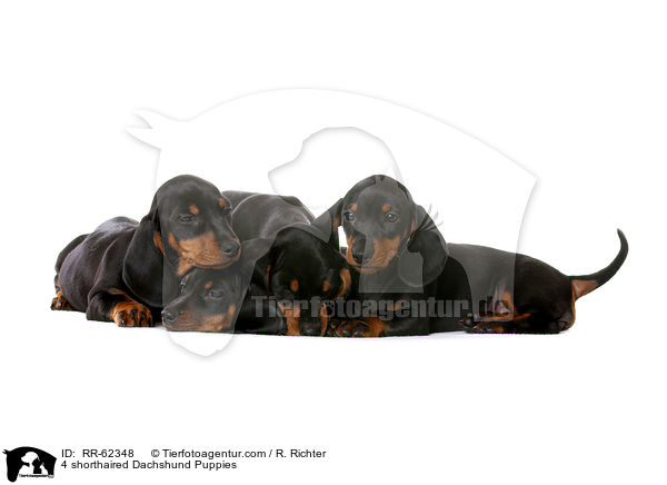 4 Kurzhaardackel Welpen / 4 shorthaired Dachshund Puppies / RR-62348