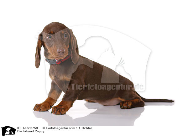 Dackel Welpe / Dachshund Puppy / RR-63759