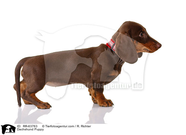 Dackel Welpe / Dachshund Puppy / RR-63763