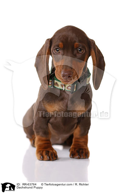 Dackel Welpe / Dachshund Puppy / RR-63764