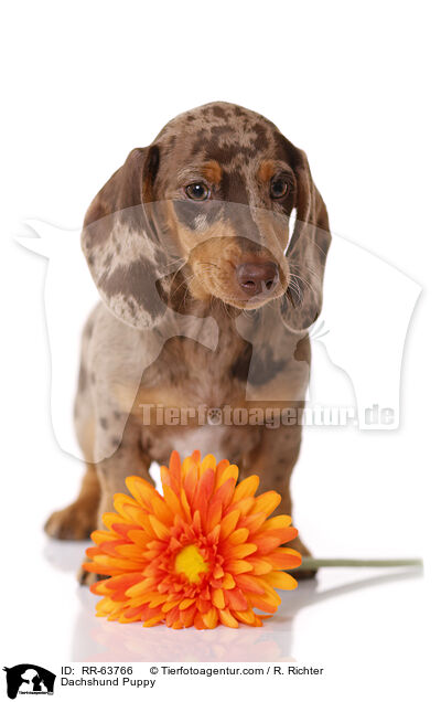 Dackel Welpe / Dachshund Puppy / RR-63766
