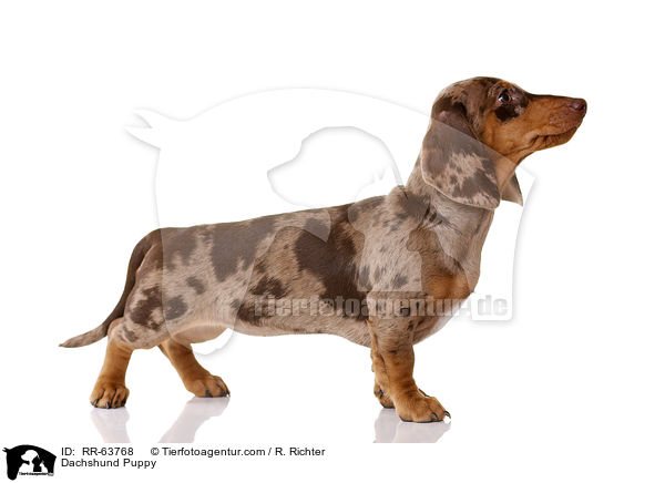 Dackel Welpe / Dachshund Puppy / RR-63768
