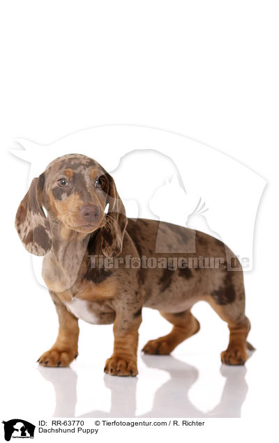 Dackel Welpe / Dachshund Puppy / RR-63770
