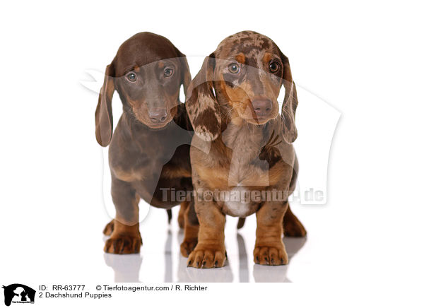 2 Dackel Welpen / 2 Dachshund Puppies / RR-63777