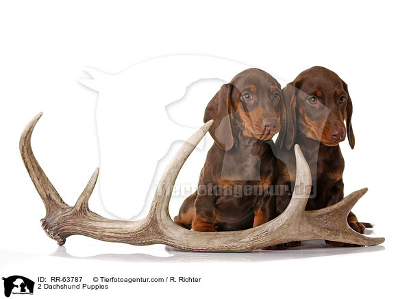 2 Dackel Welpen / 2 Dachshund Puppies / RR-63787