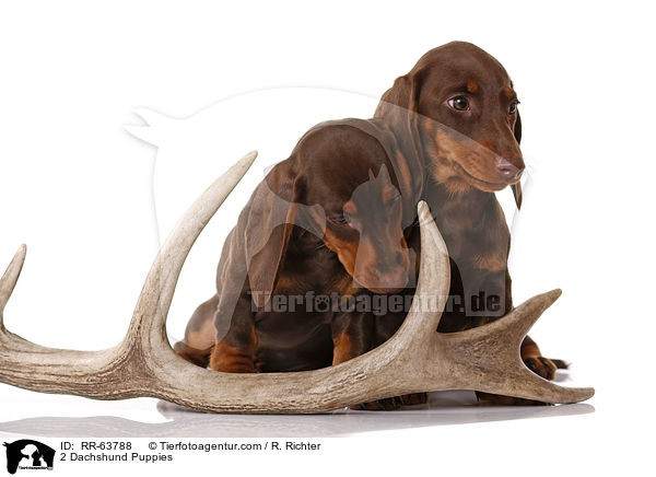 2 Dackel Welpen / 2 Dachshund Puppies / RR-63788