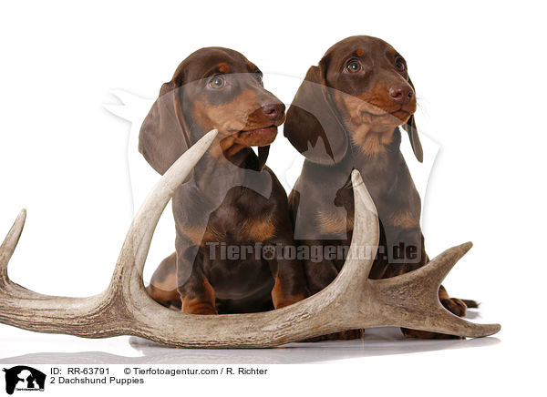 2 Dackel Welpen / 2 Dachshund Puppies / RR-63791