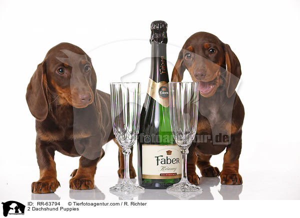 2 Dachshund Puppies / RR-63794