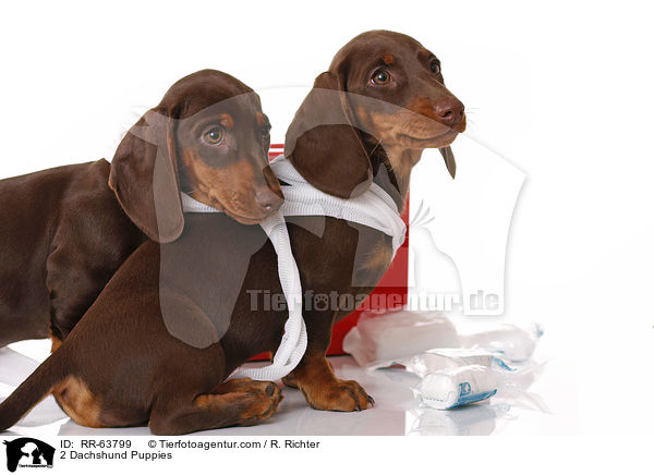 2 Dackel Welpen / 2 Dachshund Puppies / RR-63799