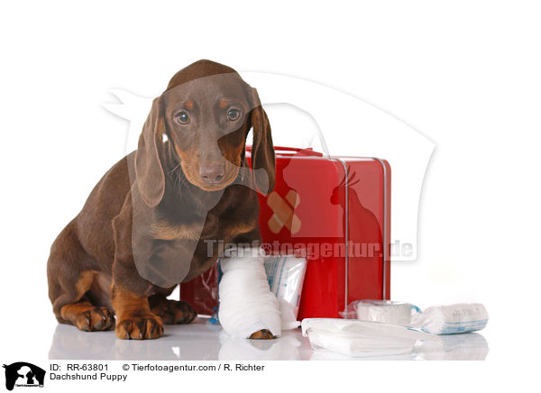 Dackel Welpe / Dachshund Puppy / RR-63801