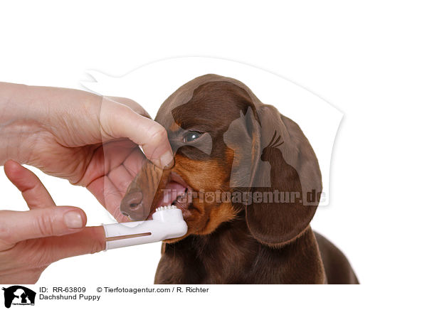 Dackel Welpe / Dachshund Puppy / RR-63809
